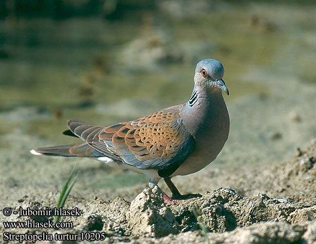 Streptopelia turtur 10205