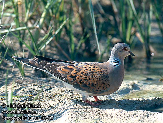 Streptopelia turtur 10207