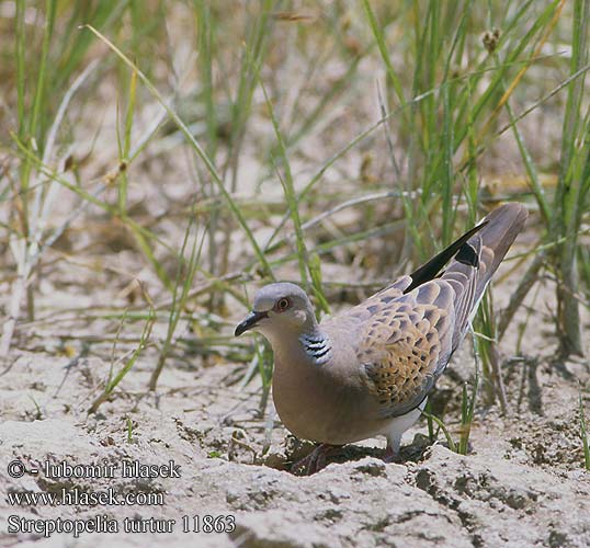 Streptopelia turtur 欧斑鸠 горлинка コキジバ