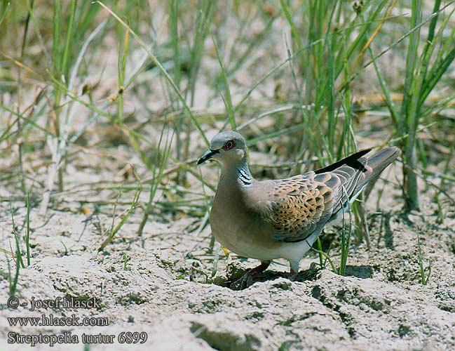 Streptopelia turtur 6899