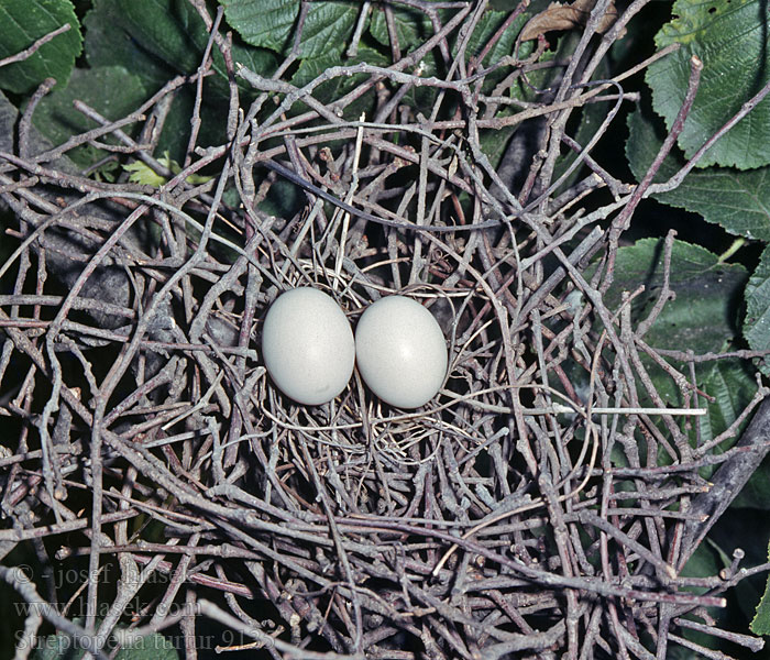 Streptopelia turtur Hrdlička divoká