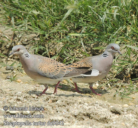 Streptopelia turtur горлинка コキジバ