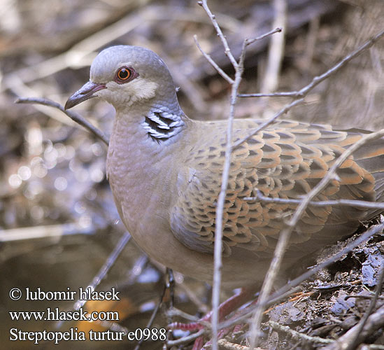 Streptopelia turtur e0988