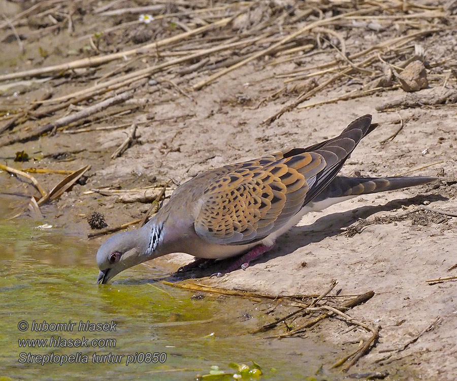 Streptopelia turtur