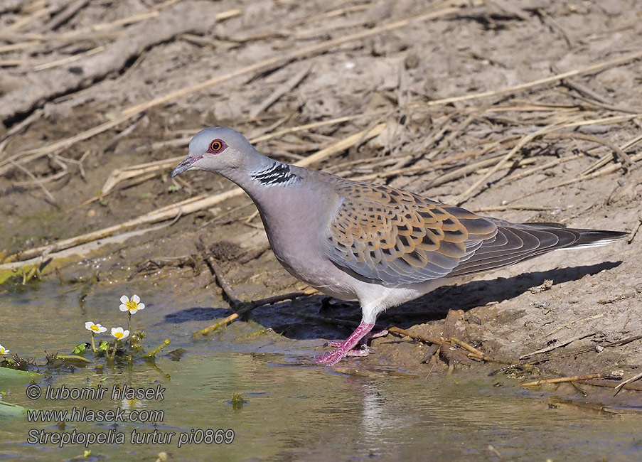 Streptopelia turtur