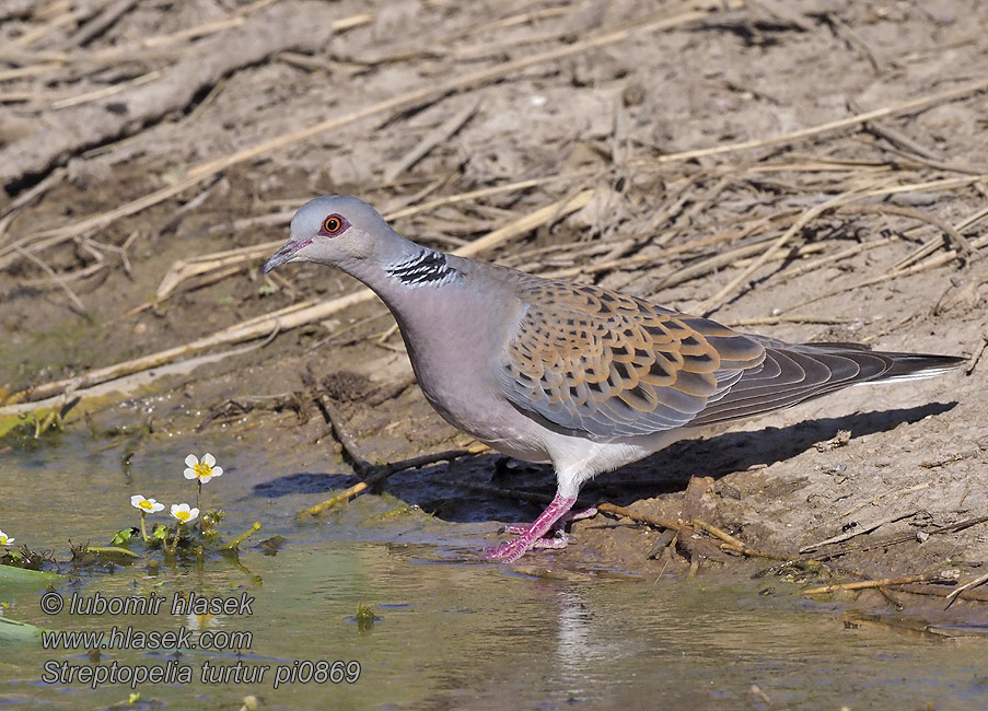 Streptopelia turtur