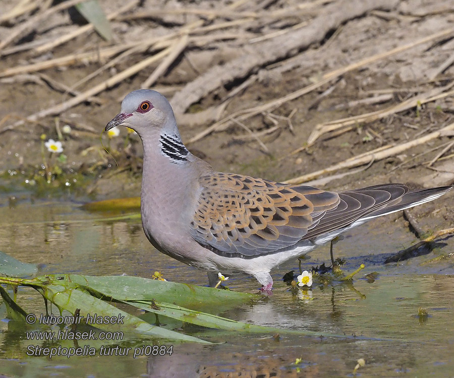 Streptopelia turtur