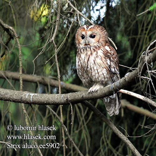 Tawny Owl Waldkauz Chouette hulotte Cárabo Común Puštík obecný Natugle Bosuil Lehtopöllö Allocco Kattugle Kattuggla 灰林鸮 Неясыть обыкновенная серая モリフクロウ البومة السمراء 올빼미 Χουχουριστής Coruja-do-mato Сіра сова Alaca Baykuş לילית Puszczyk Macskabagoly Sova obyčajná Kodukakk Strix aluco