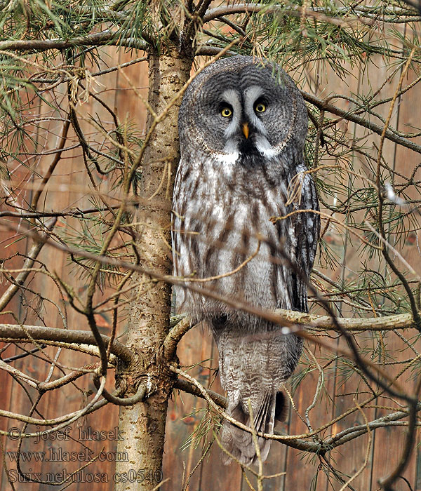 Bartkauz Lapugle Lapinpöllö Chouette lapone Burung hantu Strix nebulosa