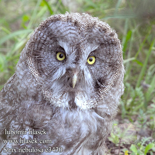 Strix nebulosa Bartkauz Puštík vousatý Lapugle Great Grey Owl Lapinpöllö Chouette lapone Burung hantu kelabu besar カラフトフクロウ Laplandinė pelėda Laplanduil Lappugle Puszczyk mszarny Coruja-lapónica Bradata sova Lappuggla 乌林鸮 Бородатая неясыть Бородата сова Habekakk Laplandinė pelėda Szakállas bagoly Sova bradatá Σταχτοχούχουτας Cárabo lapón