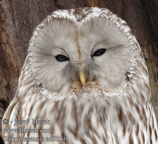 Strix uralensis Ural Owl Slagugle Viirupöllö