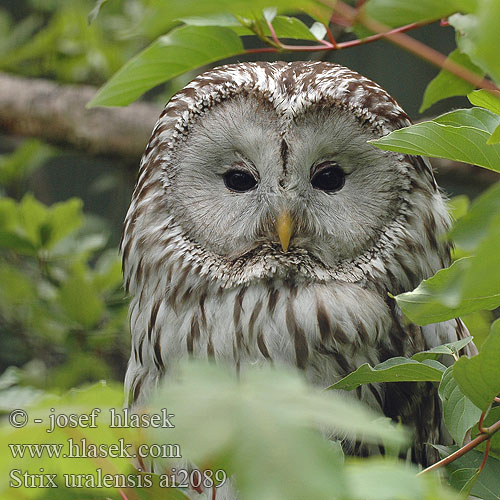 Strix uralensis Ural Owl Slagugle Viirupöllö Chouette l'Oural