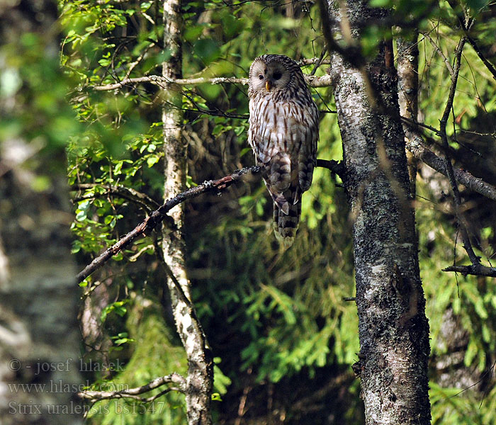 Urali Habichtskauz Puszczyk uralski Strix uralensis