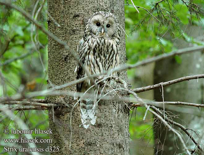 Strix uralensis Chouette Oural Oeraluil Allocco degli