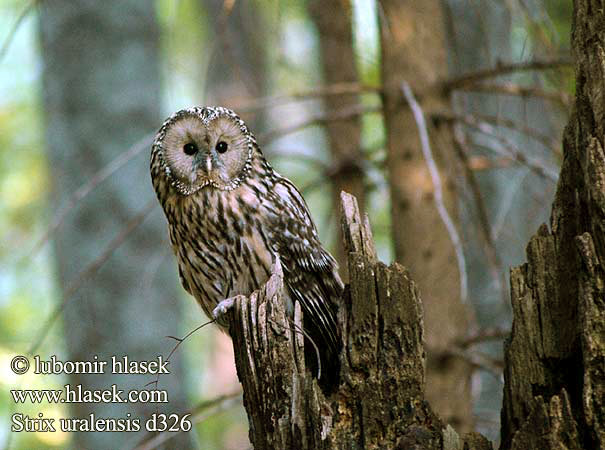 Strix uralensis Uráli bagoly Habichtskauz