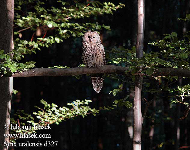 Strix uralensis Puszczyk uralski Sova dlhochvostá