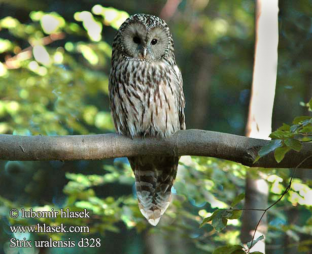 Strix uralensis Puštík bělavý Cárabo