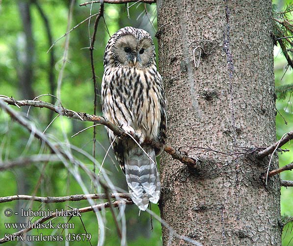 Strix uralensis Uralinė pelėda Urālpūce