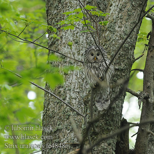 Strix uralensis fe4820