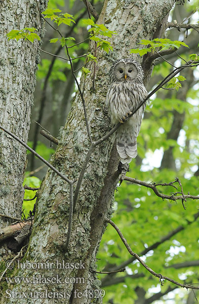 Strix uralensis fe4829