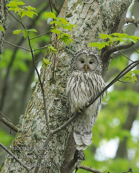 Strix uralensis fe4838