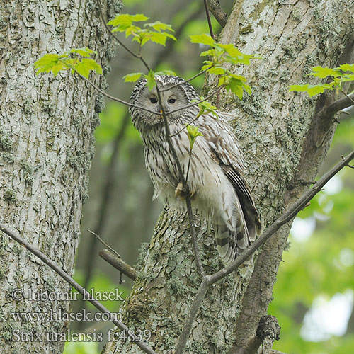 Strix uralensis fe4839