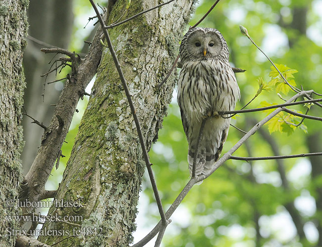 Urālpūce Strix uralensis Slagugle Viirupöllö