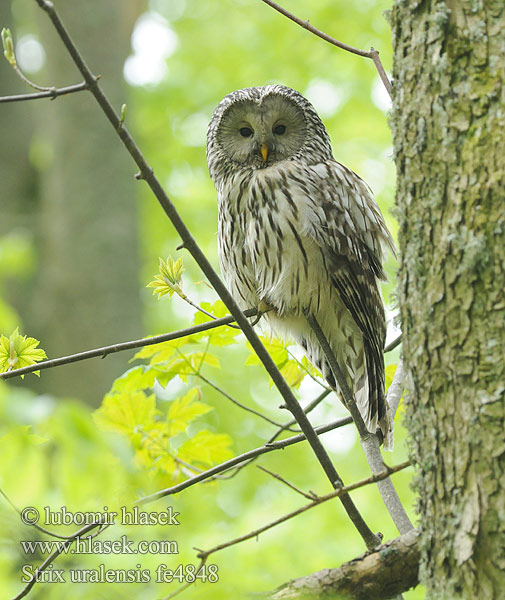 Strix uralensis fe4848