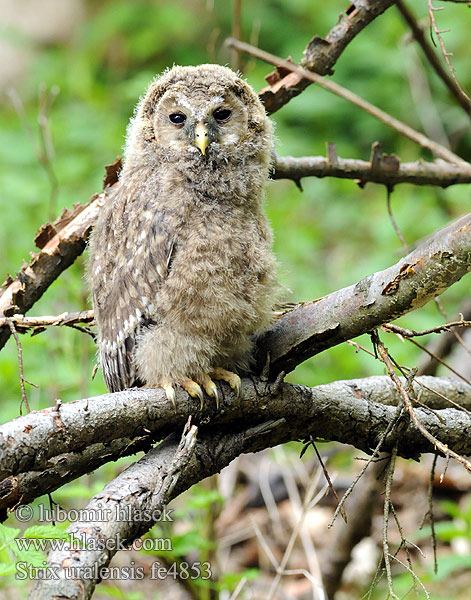 Strix uralensis fe4853