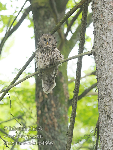 Strix uralensis fe4866