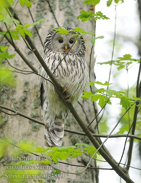 Strix uralensis fe4869