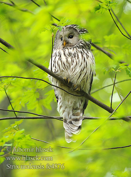 Strix uralensis fe4876