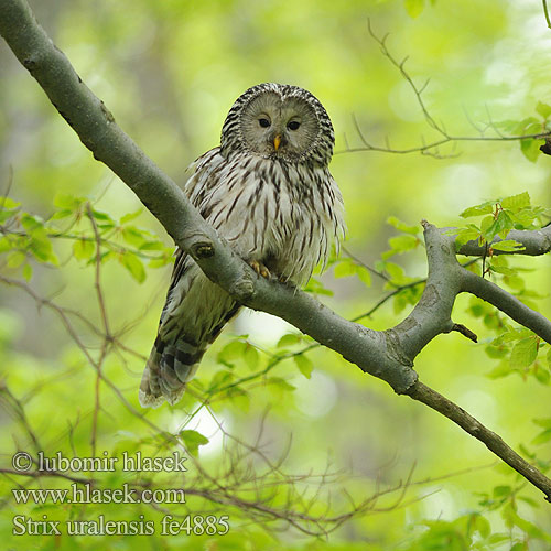 Strix uralensis fe4885