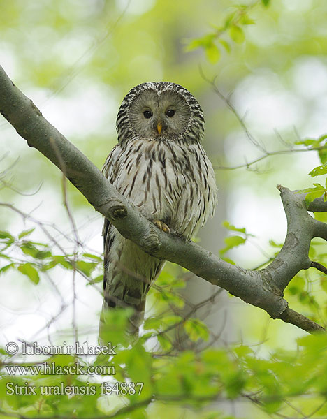 Strix uralensis fe4887