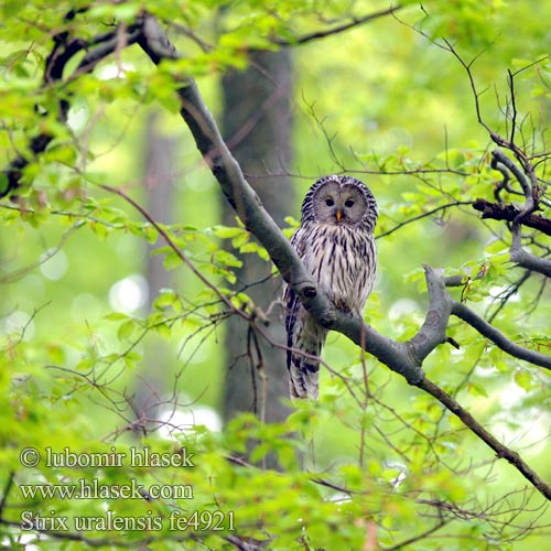 Strix uralensis fe4921