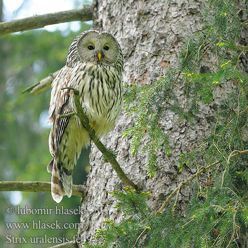 Ural Owl Длиннохвостая неясыть