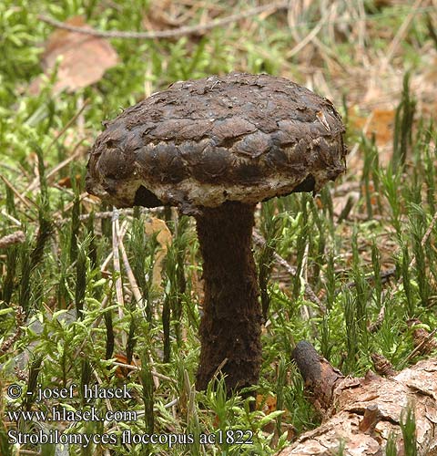 Strobilomyces strobilaceus floccopus strobiliformis