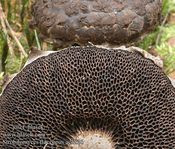 Strobilomyces floccopus strobiliformis Šiškovec šiškovitý