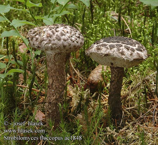 Strobilomyces floccopus ac1848