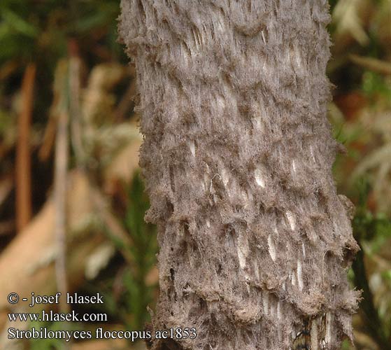 Strobilomyces floccopus ac1853