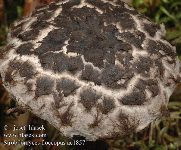 Strobilomyces floccopus ac1857