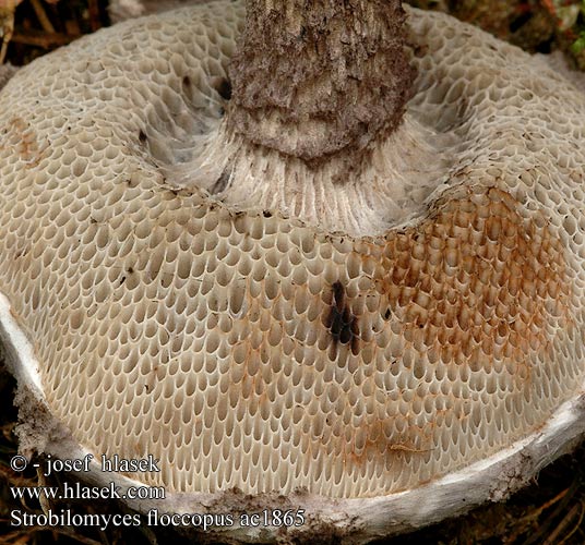 Strobilomyces floccopus ac1865