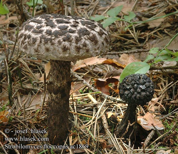 Strobilomyces floccopus ac1869