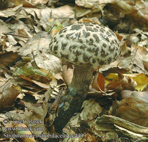 Strobilomyces strobilaceus ac4599