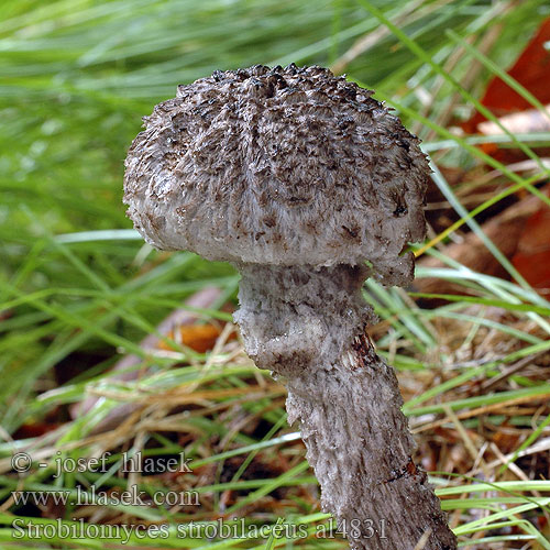 Strobilomyces strobilaceus al4831