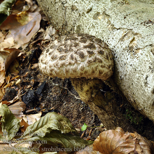 Strobilomyces strobilaceus bh9538