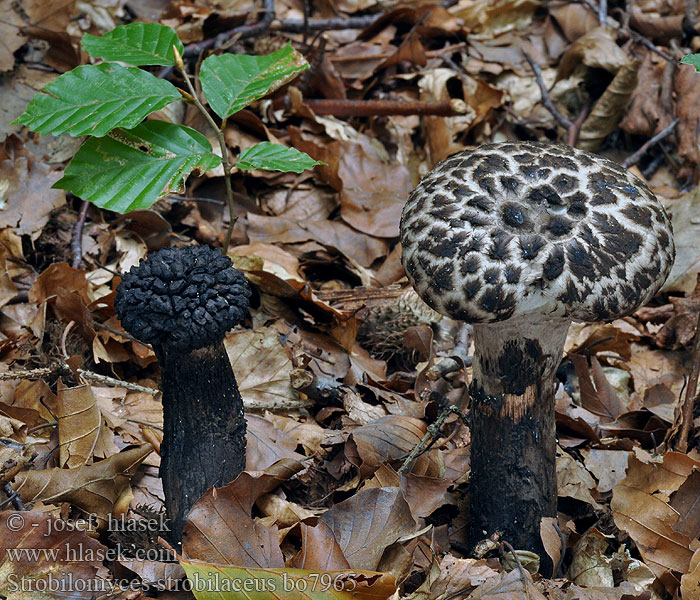 Strobilomyces strobilaceus floccopus strobiliformis