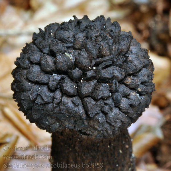 Strobilomyces strobilaceus Šiškovec šiškovitý černý šupinatý