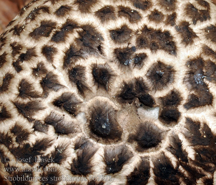 Strobilomyces_strobilaceus_bo7971