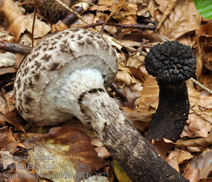 Strobilomyces strobilaceus Szyszkowiec łuskowaty